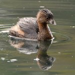 Grebe.jpg