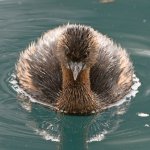 Grebe4.jpg