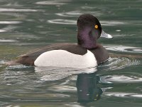 Ringneck5.jpg