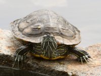 Turtle2.jpg