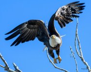 BaldFlight-301.jpg