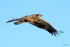 BaldFlight-309.jpg