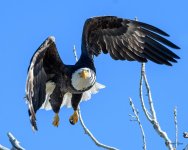 BaldFlight-300.jpg