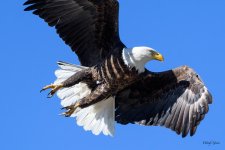 BaldFlight-302.jpg