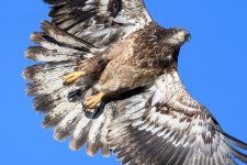 BaldFlight-304.jpg