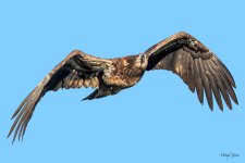 BaldFlight-307.jpg
