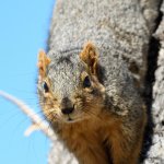Squirrel-302.jpg