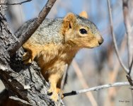 Squirrel-303.jpg