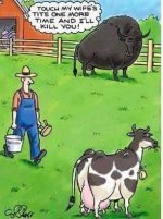 bull.jpg