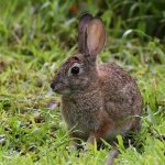 Rabbit2.jpg