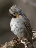 Sparrow.jpg