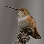 Hummer2.jpg