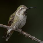 Hummer15.jpg