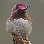 Hummer37.jpg