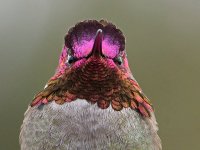 Hummer40.jpg