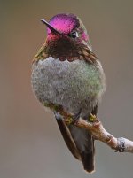 Hummer51.jpg