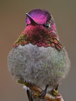 Hummer62.jpg