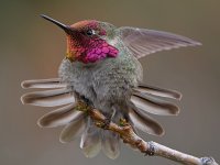Hummer59.jpg
