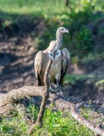 DSC_5021.jpg