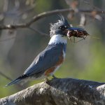 Kingfisher.jpg