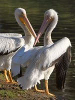 Pelican4.jpg