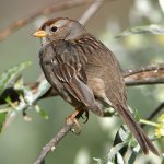 Sparrow3.jpg