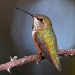 Hummer.jpg