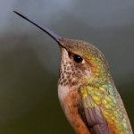 Hummer6.jpg