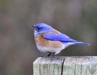 _ROY0109.JPG