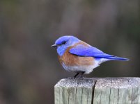_ROY0107.JPG