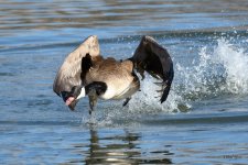 GooseChase-300.jpg