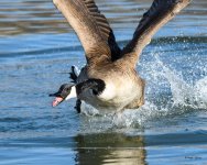 GooseChase-301.jpg
