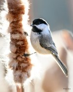 Chickadee-340.jpg