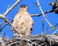 SharpShinnedHawk-300.jpg