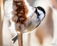 Chickadee-341.jpg