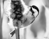 Chickadee-342.jpg