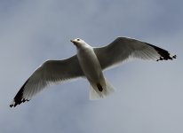 _ROY0483.JPG