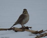 DSCN3091.jpg
