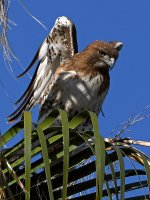 Hawk2.jpg