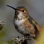 Hummer13.jpg