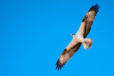 DSC_7673+Osprey at Legoland BIF -0005.jpg