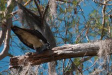 DSC_7269+Osprey at Legoland eating fish -0010.jpg