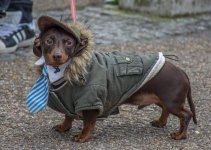 Sausage Dogs-2.jpg