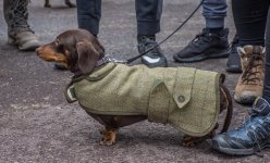 Sausage Dogs-5.jpg