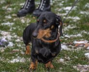 Sausage Dogs-8.jpg