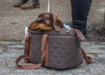 Sausage Dogs.jpg