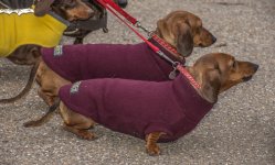 Sausage Dogs-9.jpg
