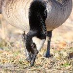 GooseHeadShots-302.jpg