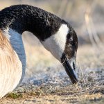 GooseHeadShots-303.jpg