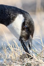 GooseHeadShots-305.jpg